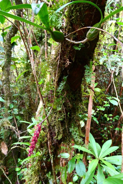 Bulbophyllum bernadetteae Casstillon.( Bulbophyllum densum )orchidaceae.endémique Réunion.jpeg