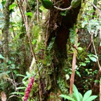 Bulbophyllum bernadetteae Casstillon.( Bulbophyllum densum )orchidaceae.endémique Réunion.jpeg