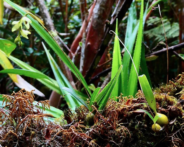 Bulbophyllum minutum? Bulbophyllum mascarenense ? orchidaceae.indigène Réunion. (1).jpeg