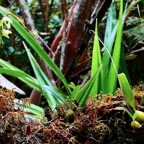 Bulbophyllum minutum? Bulbophyllum mascarenense ? orchidaceae.indigène Réunion. (1).jpeg