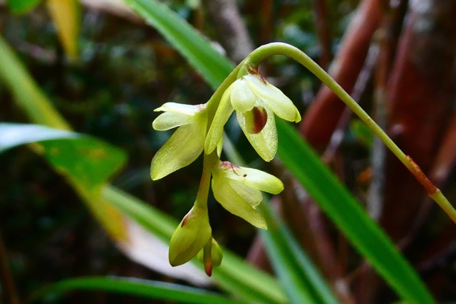 Bulbophyllum minutum? Bulbophyllum mascarenense ? orchidaceae.indigène Réunion..jpeg