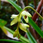 Bulbophyllum minutum? Bulbophyllum mascarenense ? orchidaceae.indigène Réunion..jpeg