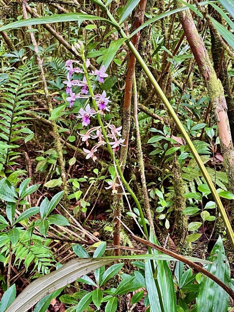 Calanthe sylvatica orchidaceae.Indigène Réunion.jpeg