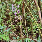 Calanthe sylvatica orchidaceae.Indigène Réunion.jpeg