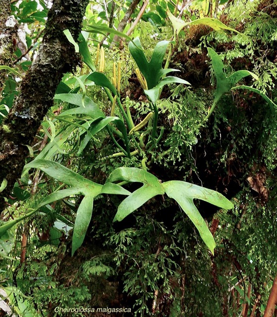 Cheiroglossa malgassica.ophioglossaceae. fougère endémique Madagascar Réunion Maurice. (1).jpeg