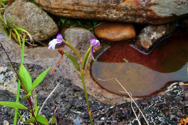 Cynorkis fastigiata.orchidaceae.indigène Réunion. (1).jpeg