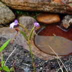 Cynorkis fastigiata.orchidaceae.indigène Réunion. (1).jpeg