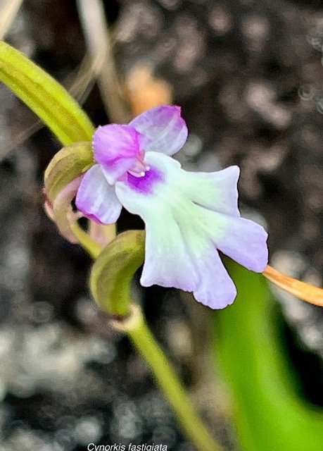 Cynorkis fastigiata.orchidaceae.indigène Réunion..jpeg