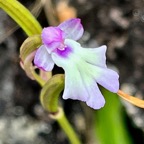 Cynorkis fastigiata.orchidaceae.indigène Réunion..jpeg