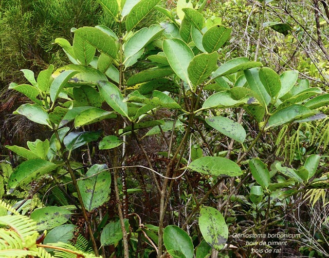 Geniostoma borbonicum  Bois de piment  bois de rat. loganiaceae endémique Réunion Maurice..jpeg