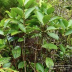 Geniostoma borbonicum  Bois de piment  bois de rat. loganiaceae endémique Réunion Maurice..jpeg