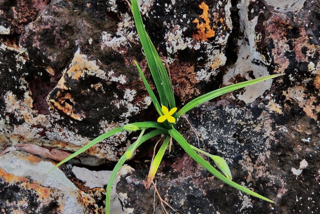 Hypoxis angustifolia .hypoxis à feuilles étroites.hypoxidaceae.indigène Réunion..jpeg