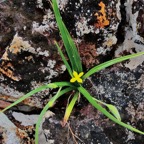 Hypoxis angustifolia .hypoxis à feuilles étroites.hypoxidaceae.indigène Réunion..jpeg