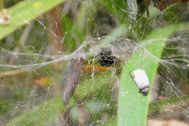 insecte piégé dans la toile de l'araignée Cyrtophora citricola..jpeg