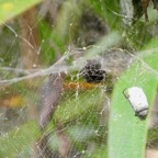 insecte piégé dans la toile de l'araignée Cyrtophora citricola..jpeg