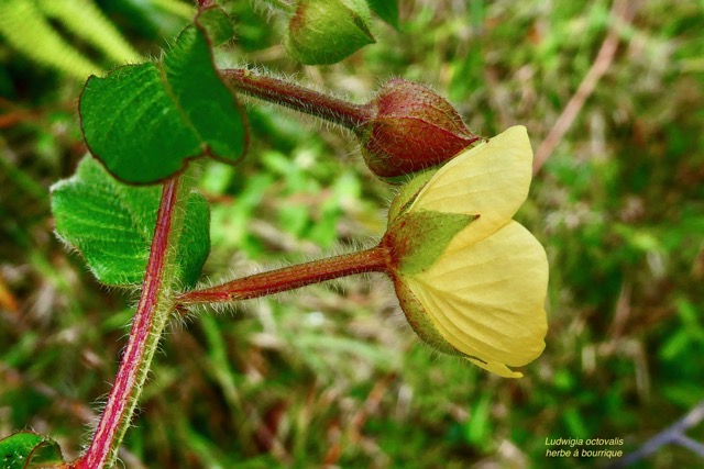 Ludwigia octovalvis.herbe à bourrique.onagraceae.indigène Réunion..jpeg