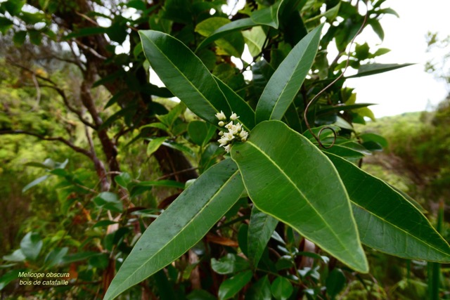 Melicope obscura  Bois de catafaille. rutaceae. endémique Réunion..jpeg