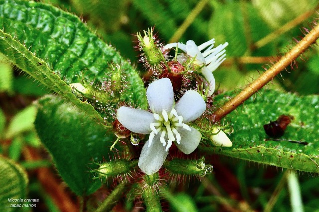 Miconia crenata.( Clidemia hirta ) tabac boeuf. ( fleur ) melastomataceae.espèce envahissante..jpeg