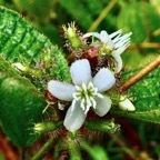 Miconia crenata.( Clidemia hirta ) tabac boeuf. ( fleur ) melastomataceae.espèce envahissante..jpeg