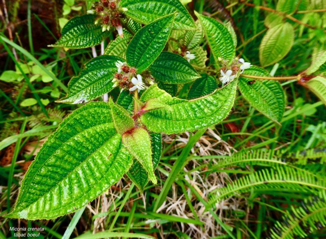 Miconia crenata.( Clidemia hirta ) tabac boeuf.melastomataceae.espèce envahissante..jpeg