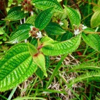 Miconia crenata.( Clidemia hirta ) tabac boeuf.melastomataceae.espèce envahissante..jpeg