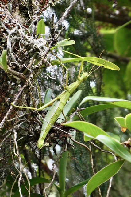 Rhaphiderus spiniger femelle .Phasme endémique Réunion . phasmatideae.jpeg