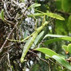 Rhaphiderus spiniger femelle .Phasme endémique Réunion . phasmatideae.jpeg