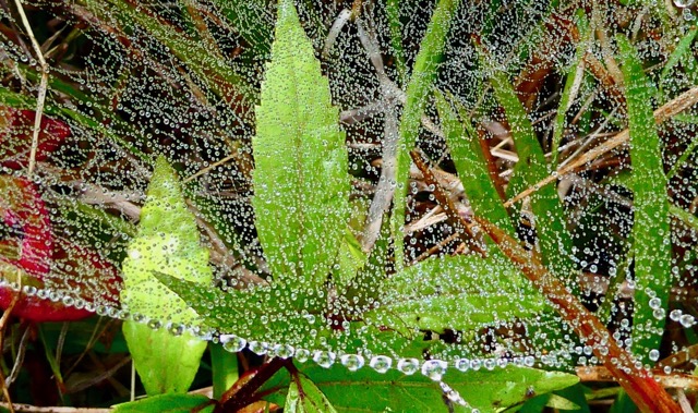 rosée du matin et toile d'araignée jpeg.jpeg