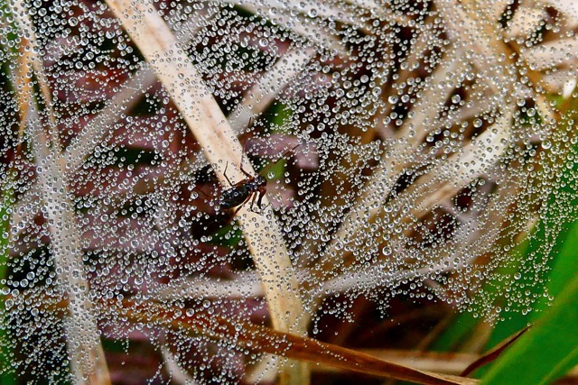 Sous la rosée du matin- l'araignée et sa toile ..jpeg