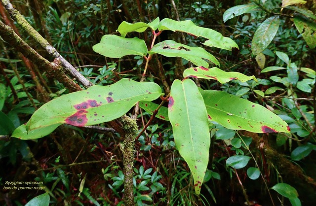 Syzygium cymosum .Bois de pomme rouge.myrtaceae.endémique Réunion Maurice..jpeg