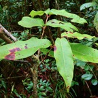 Syzygium cymosum .Bois de pomme rouge.myrtaceae.endémique Réunion Maurice..jpeg