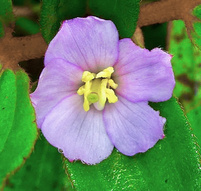 Tristemma mauritianum. voatouque. ( fleur ).melastomataceae.indigène Réunion..jpeg