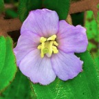 Tristemma mauritianum. voatouque. ( fleur ).melastomataceae.indigène Réunion..jpeg