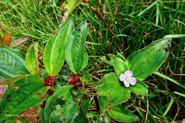 Tristemma mauritianum. voatouque.melastomataceae.indigène Réunion..jpeg