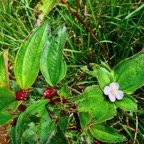 Tristemma mauritianum. voatouque.melastomataceae.indigène Réunion..jpeg