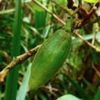 Turraea cadetii.bois de quivi ( fruit  )-.meliaceae.endémique Réunion..jpeg