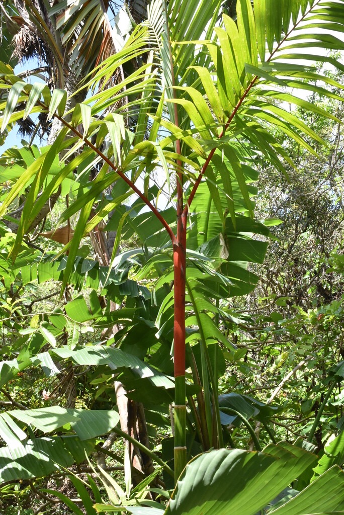 Cyrthostachys_renda-Palmier_rouge_a_levres-ARECACEAE-Asie_tropicale-MB3_5261.jpg