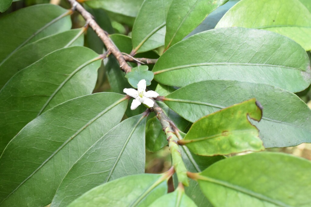 Erythroxylon_laurifolium-Bois_de_rongue-ERYTHROXYLACEAE-Endemique_Reunion_Maurice-MB3_5277.jpg