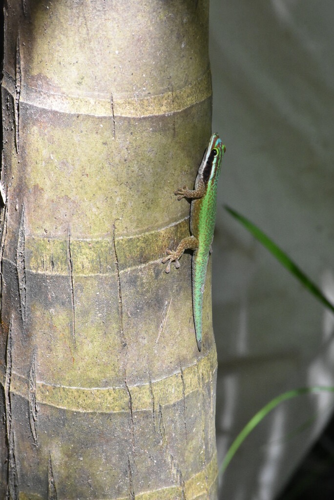 Phelsuma_inexpectata-GEKKONIDAE-Endemique_Reunion-MB3_5210.jpg