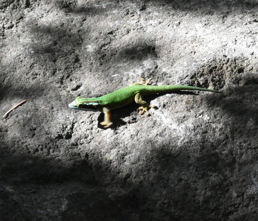 Phelsuma_inexpectata-GEKKONIDAE-Endemique_Reunion-MB3_5217b.jpg