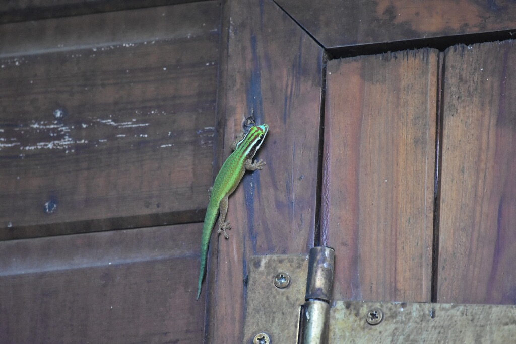 Phelsuma_inexpectata-GEKKONIDAE-Endemique_Reunion-MB3_5240.jpg