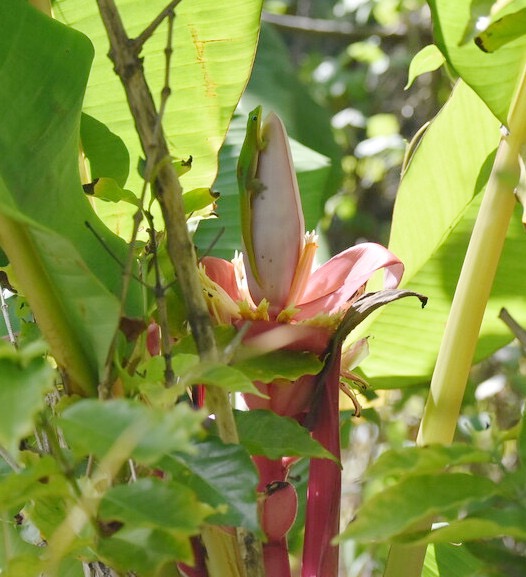 Phelsuma_laticauda-Poudre_d_or_guettant_des_fourmis_sur_bananier_fleurs-GEHKONIDAE-E_Envahissant_a_La_Reunion-MB3_5246b.JPG