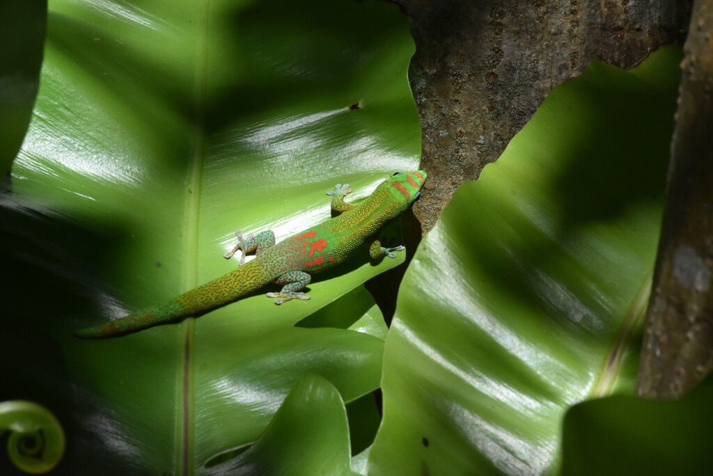 Phelsuma_laticauda-Poudre_d_or_sur_fougere_nid_d_oiseau-GEHKONIDAE-E_Envahissant_a_La_Reunion-MB3_5223.jpg