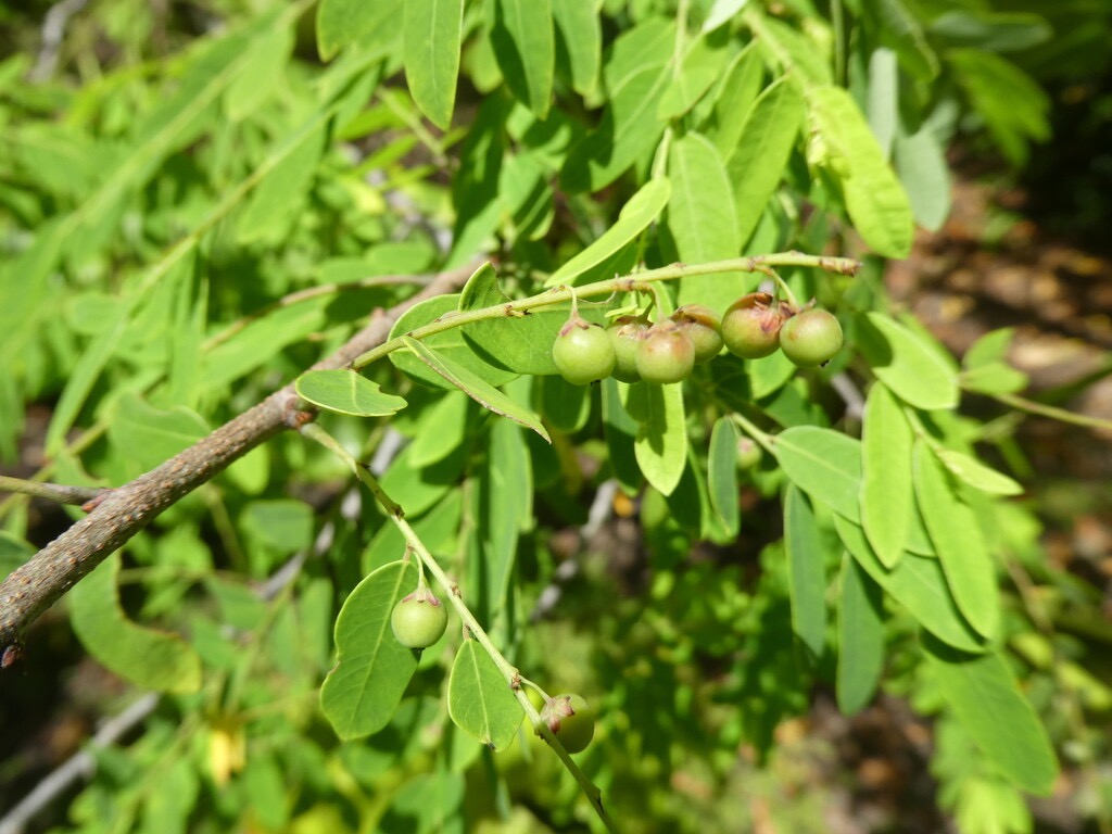 Phyllanthus_casticum-Bois_de_Demoiselle-PHYLLANTACEAE-Indigene_Reunion-P1080010.jpg