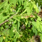 Phyllanthus_casticum-Bois_de_Demoiselle-PHYLLANTACEAE-Indigene_Reunion-P1080010.jpg