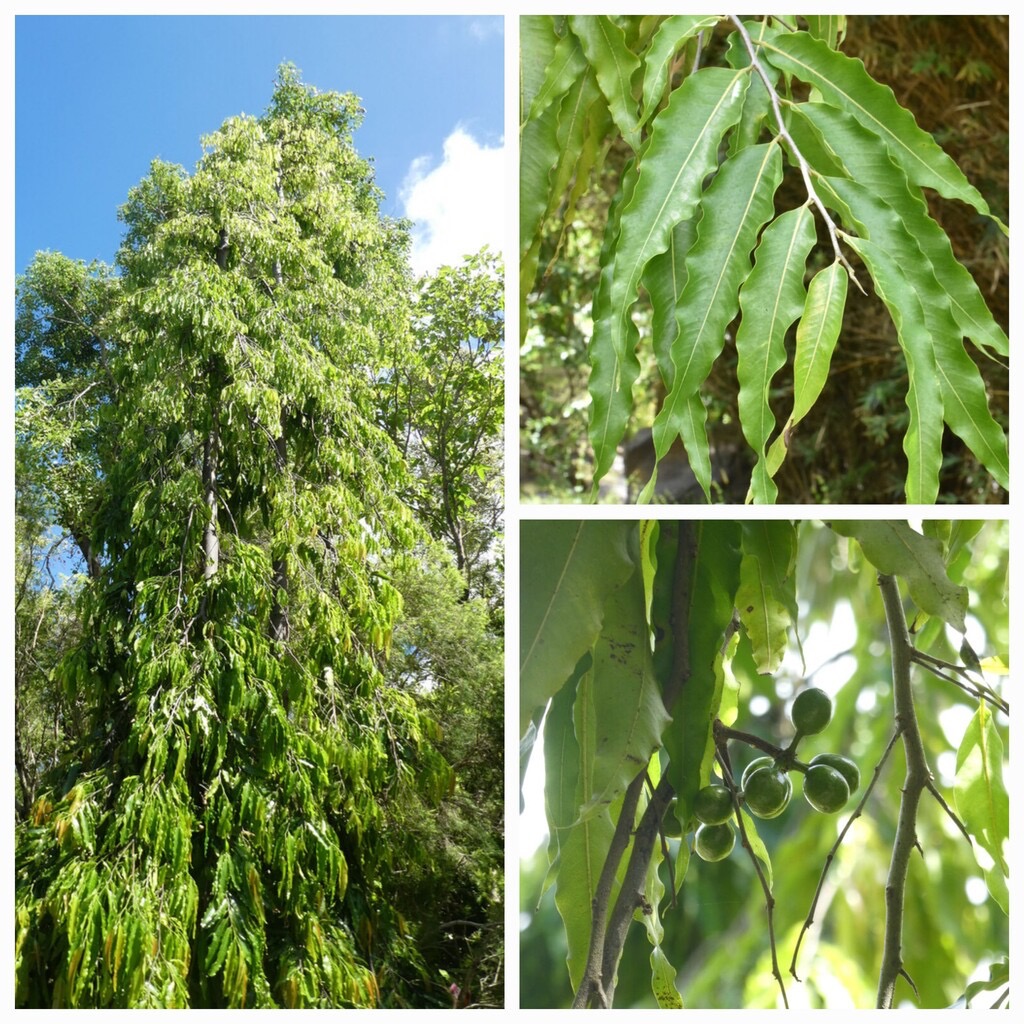 Polyalthia_longifolia-Arbre_mat-ANNONACEAE-Inde_Sri_Lanka-20240228_100638.jpg