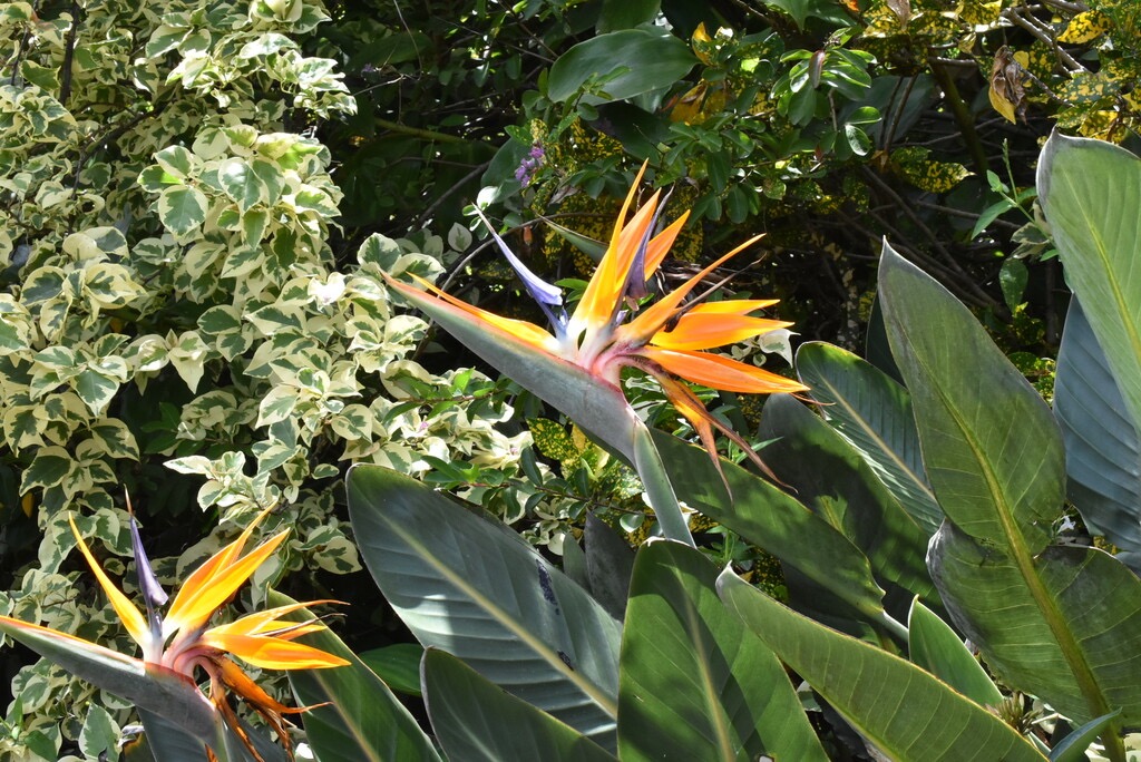 Strelitzia_reginae-Oiseau_du_paradis-STRELITZIACEAE-Afrique_du_Sud-MB3_5264.jpg