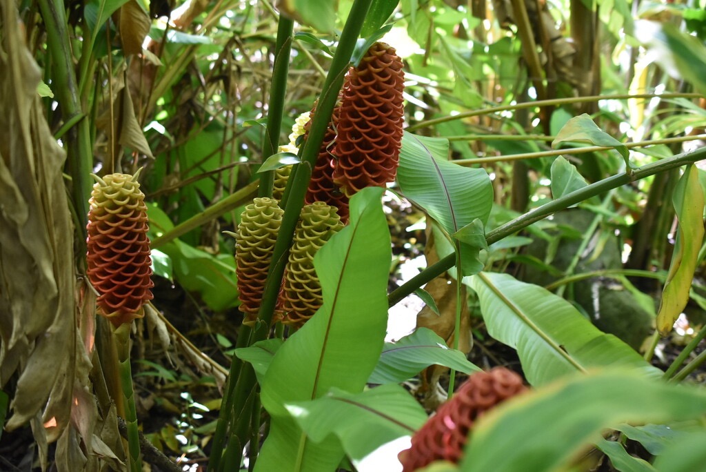 Zingiber_zerumbet-Gingembre_shampooing-ZINGIBERACEAE-Asie_tropicale-MB3_5248.jpg