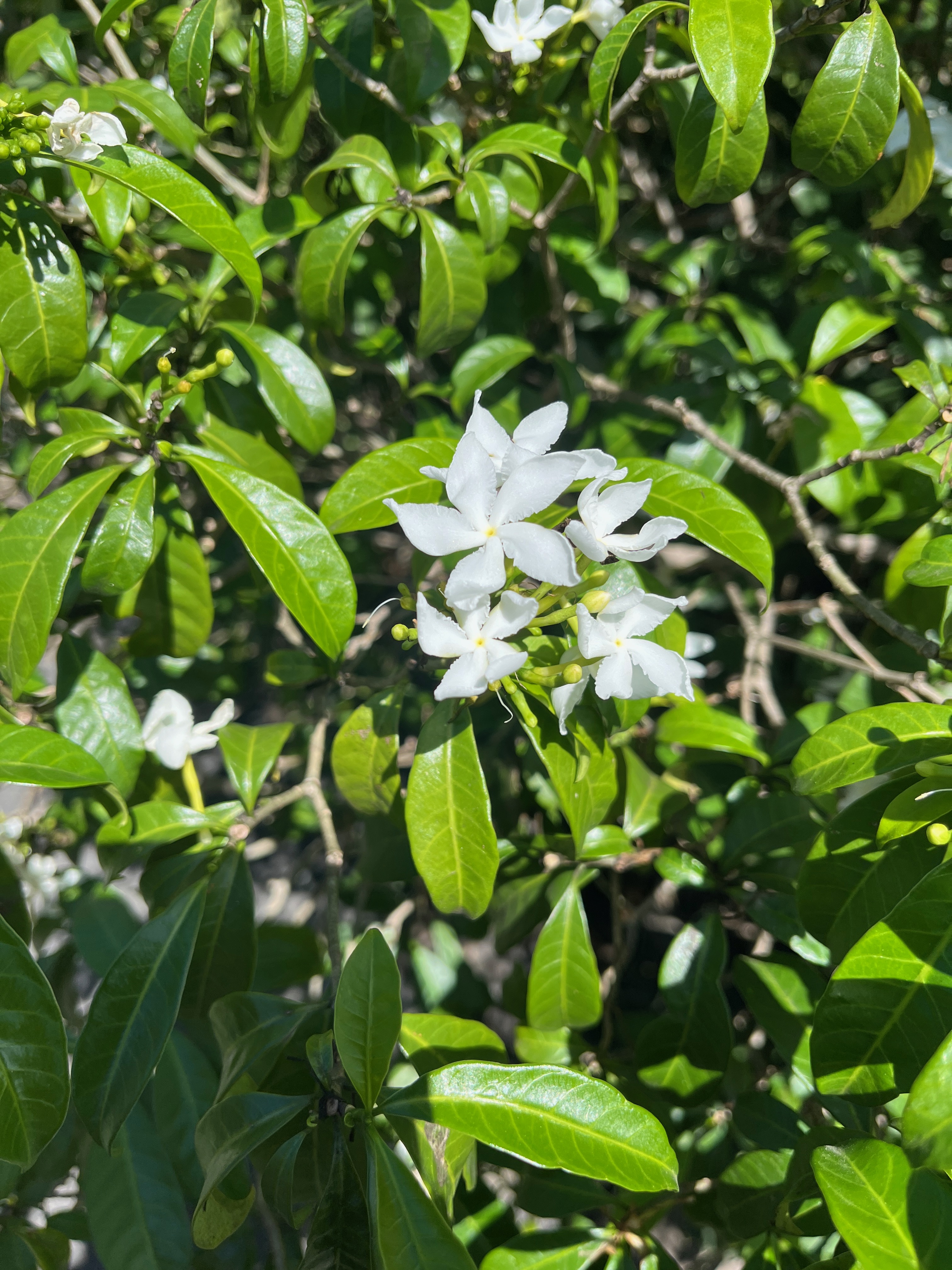 1. ??? Tabernaemontana carymbosa Apocynaceae Asie du Sud Est 40.jpeg