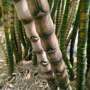 3. Bambusa ventricosa Ventre de Bouddha Poaceae S Chine 22.jpeg